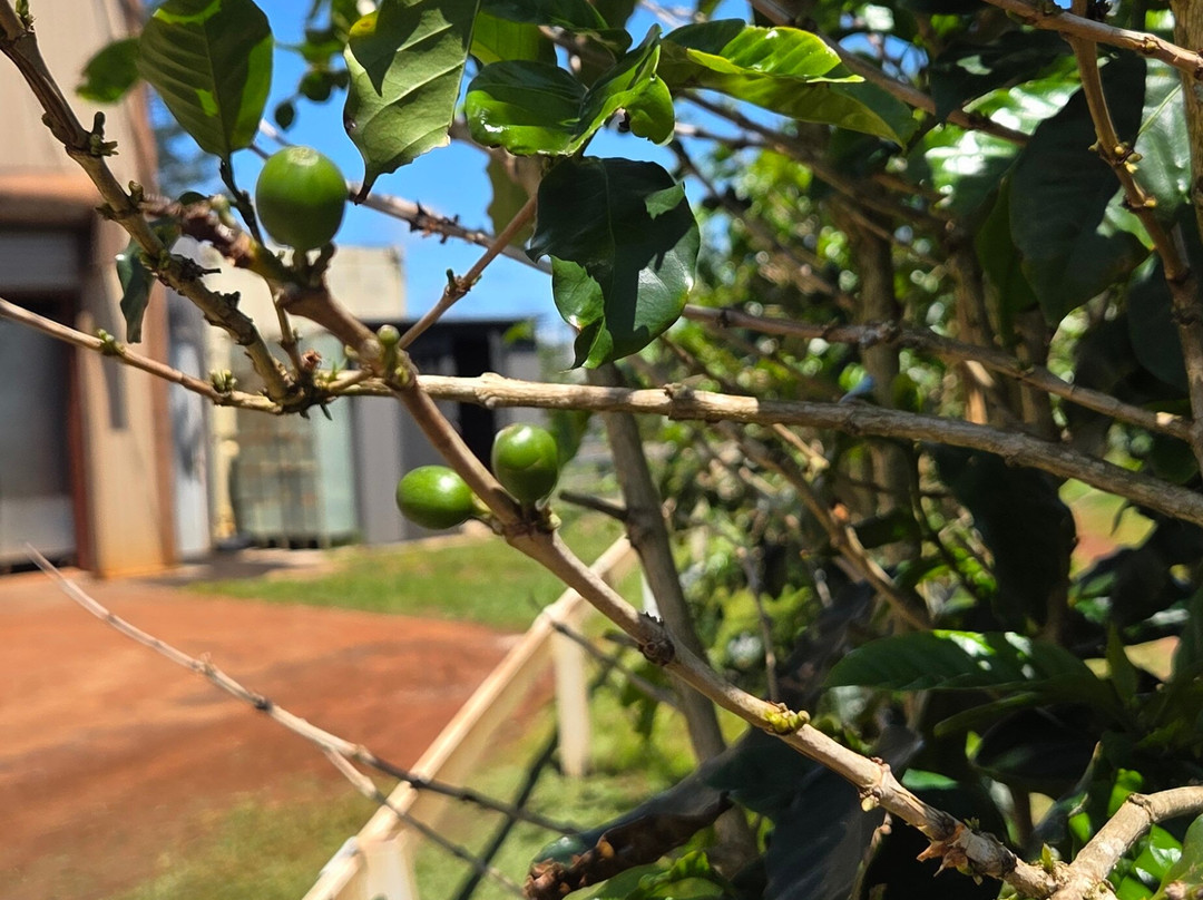Green World Coffee Farms-瓦西瓦必去景点