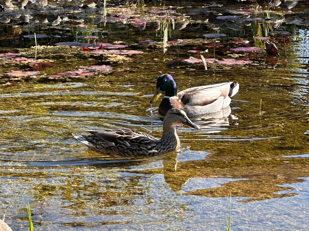 勃艮达霍夫酒店-限成人主图