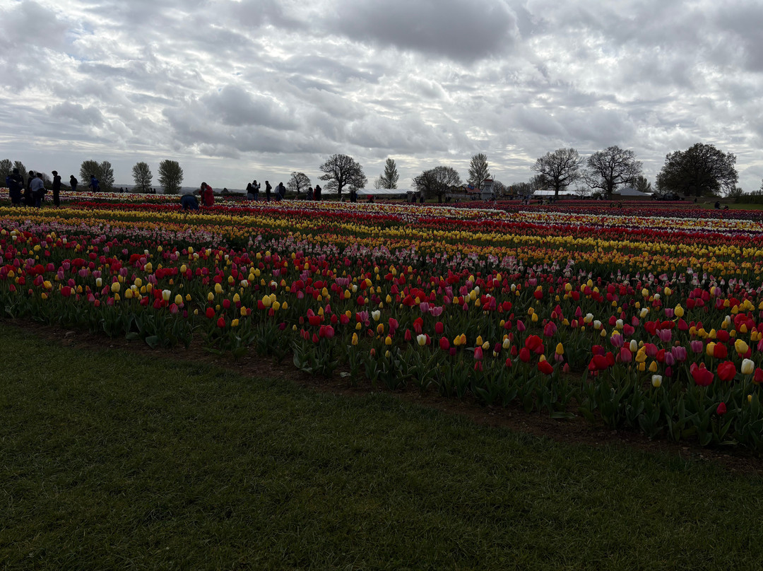 Tulleys Tulip Garden - Warwickshire-沃里克必去景点
