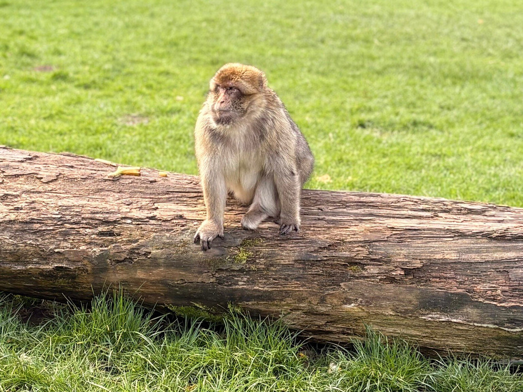 Trentham Monkey Forest-特伦特河畔斯托克必去景点