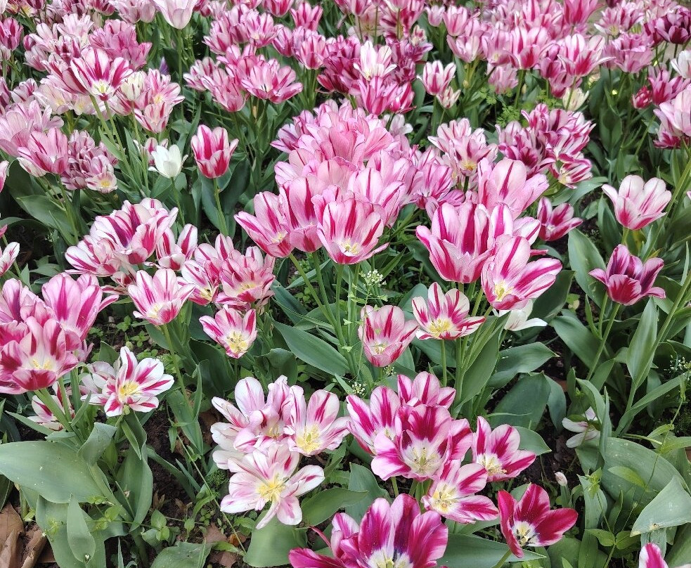 Parco Giardino Sigurtà-明乔河畔瓦莱焦必去景点