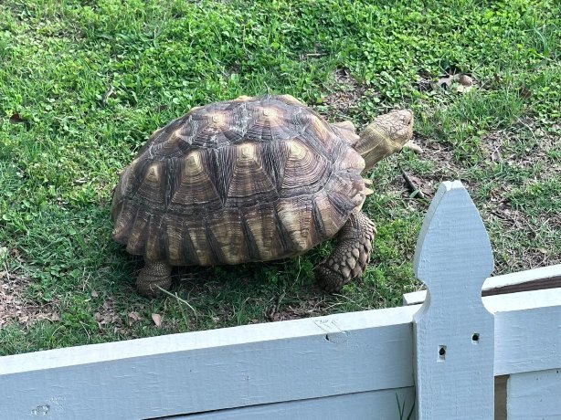 喜鹊旅馆-旅行者