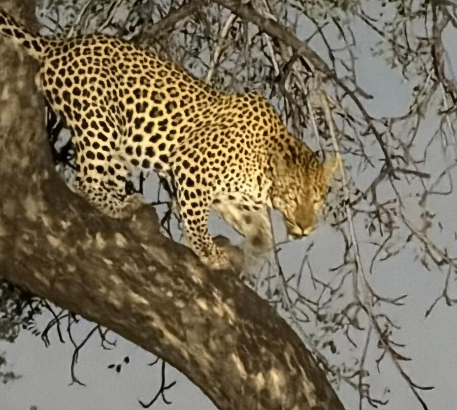 Senalala Safari Lodge主图