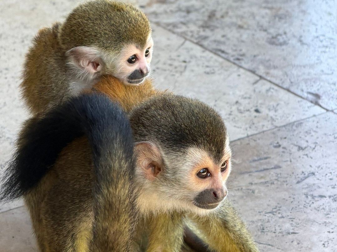 图莱马尔豪华度假屋主图