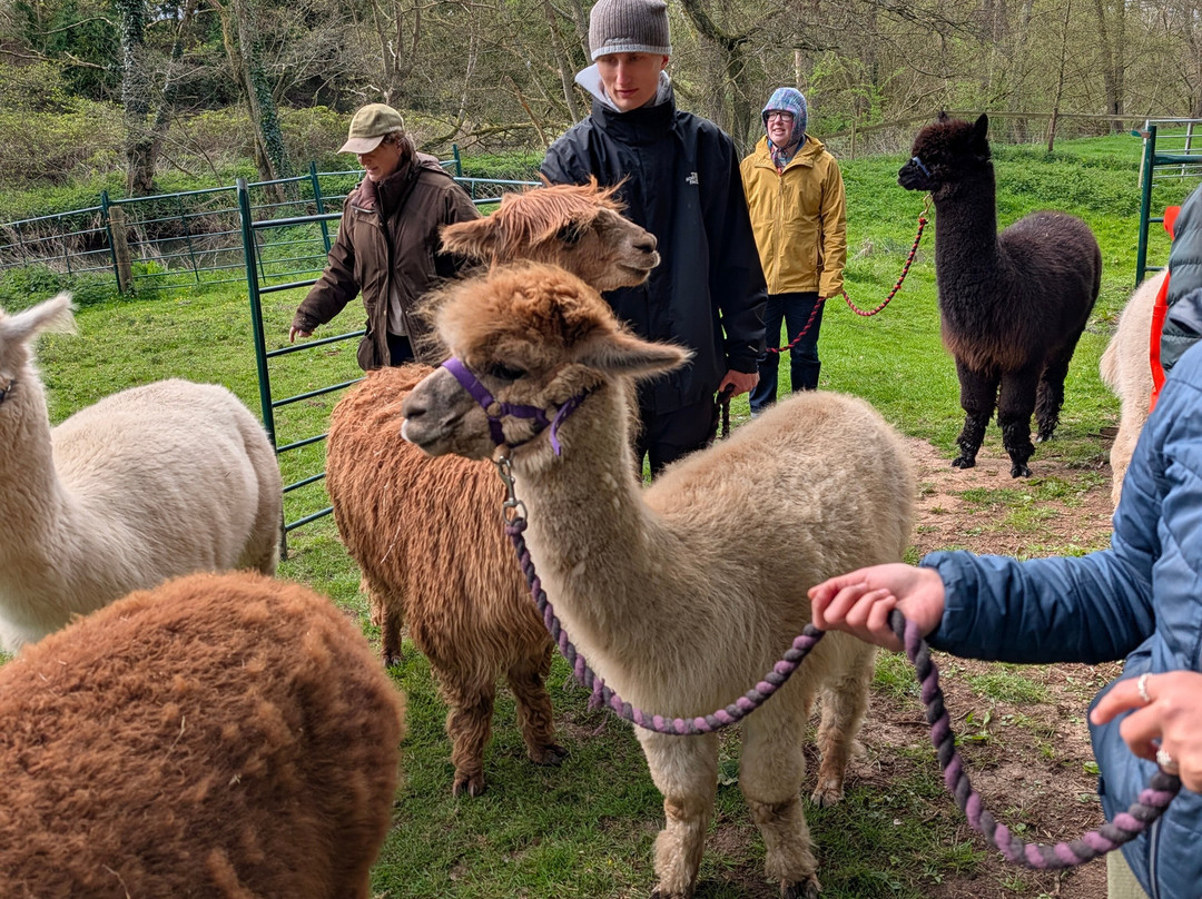 Bell Farm Alpacas-Pensford必去景点