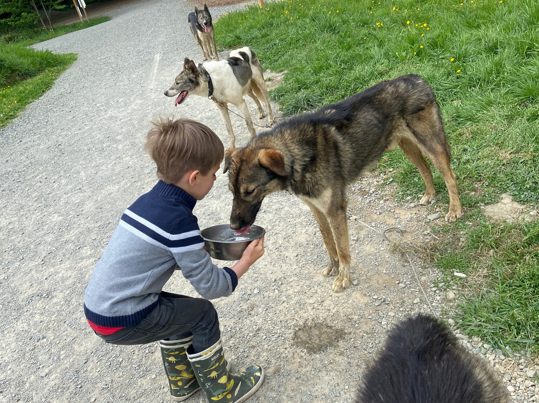 Sled Dog Ride-Saint-Symphorien必去景点