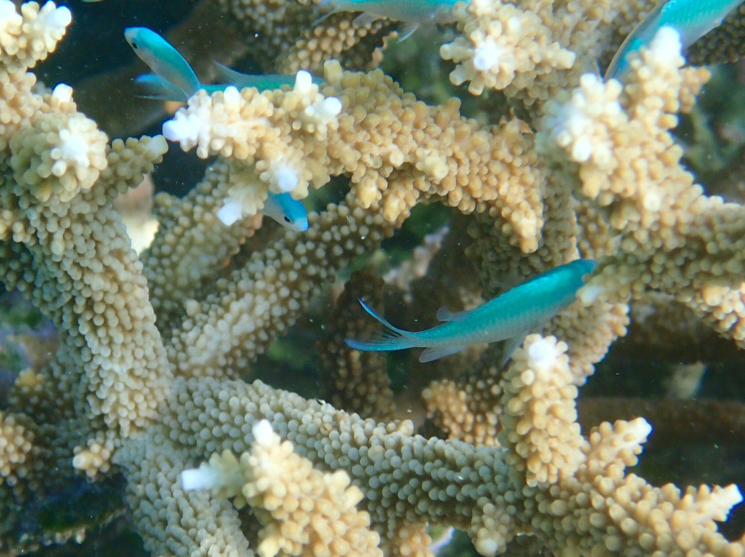 Aquarium des Lagons Nouvelle Caledonie-努美阿必去景点