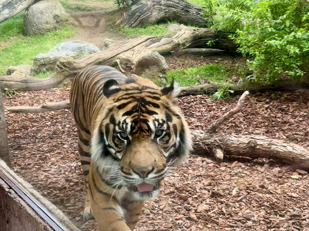 Bioparc Fuengirola-福恩吉罗拉必去景点