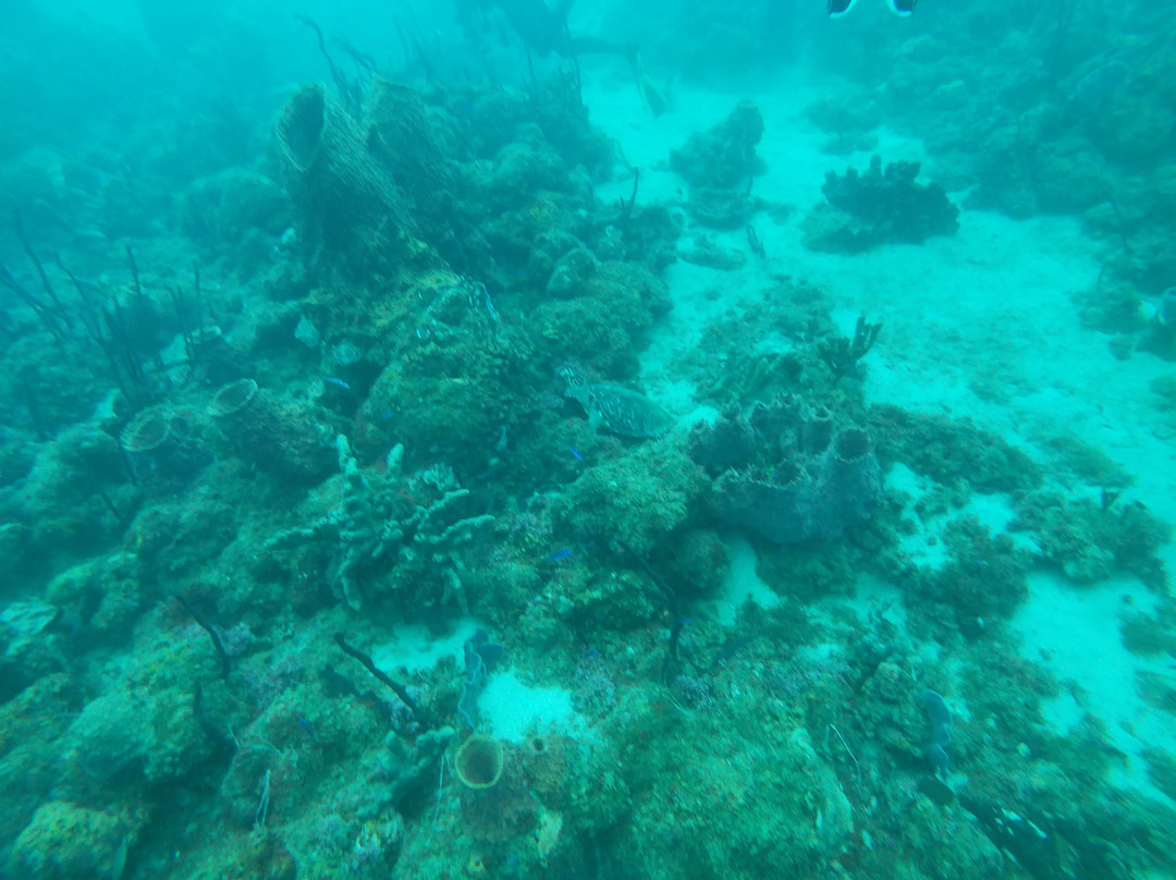 Nature Island Dive-Soufriere必去景点