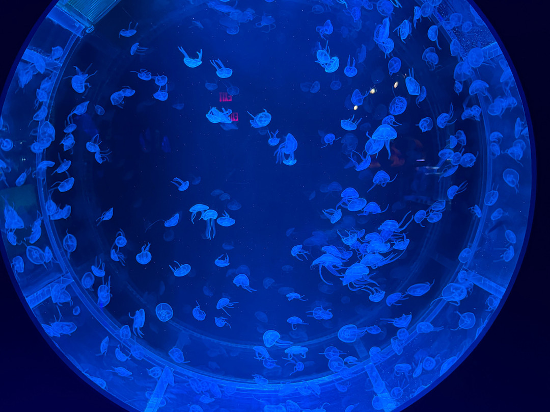Jellyfish Museum-庞帕诺比奇必去景点