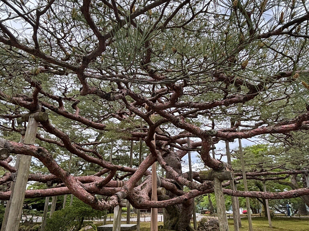 兼六园-金泽市必去景点