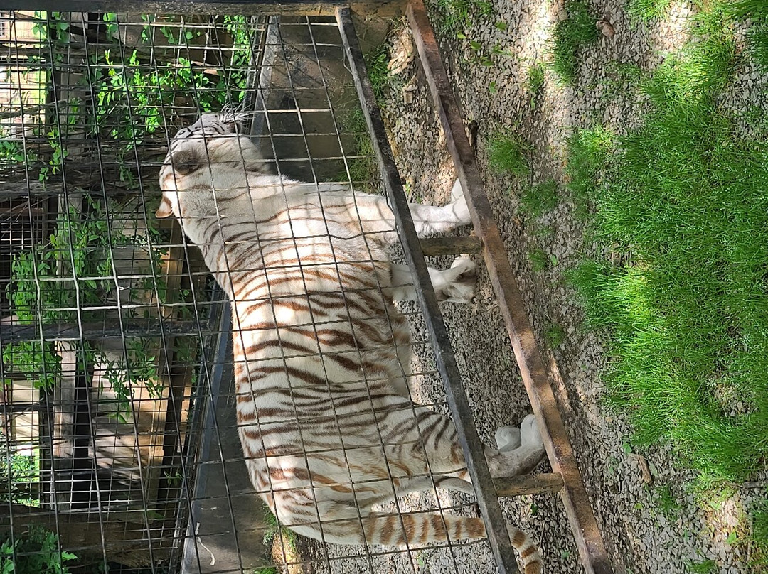 Safari Zoological Park-Caney必去景点