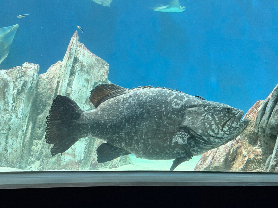 OdySea Aquarium-斯科茨代尔必去景点