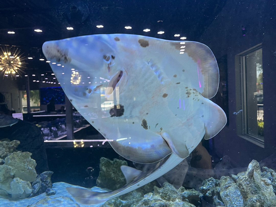 Boca Aquarium-博卡拉顿必去景点