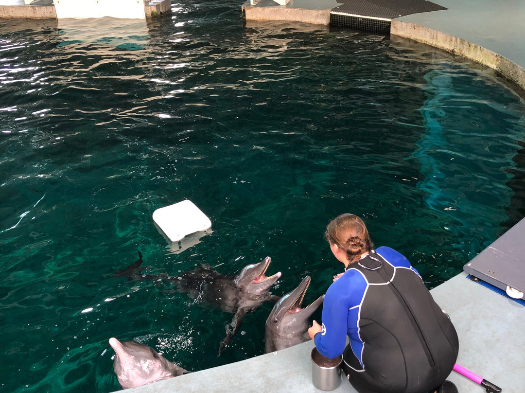 Clearwater Marine Aquarium-克利尔沃特必去景点