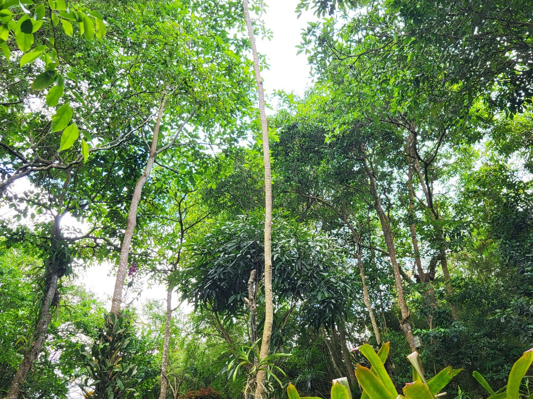 Phantasea Tropical Botanical Garden-圣 托马斯必去景点