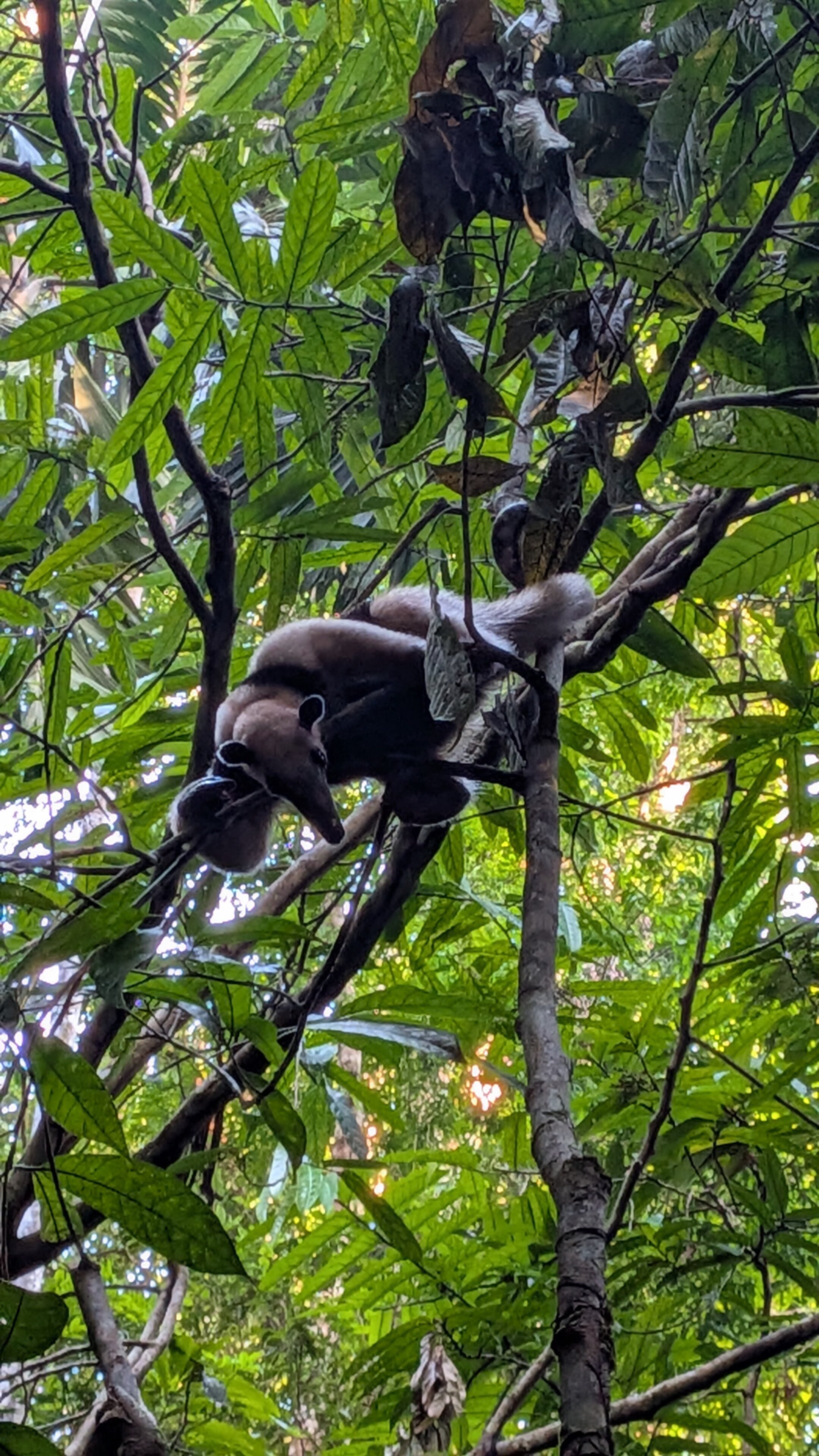 Bosque del Cabo Rain Forest Lodge-旅行者