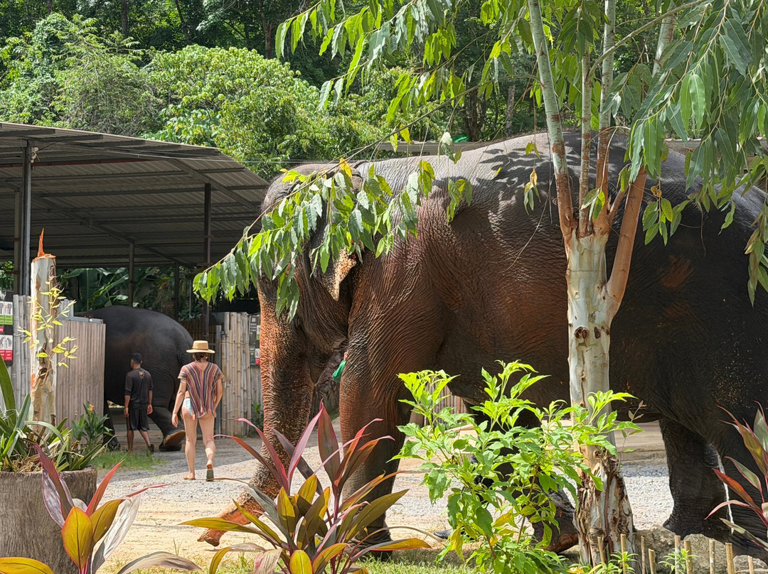 Phuket Elephant Care-奈通必去景点