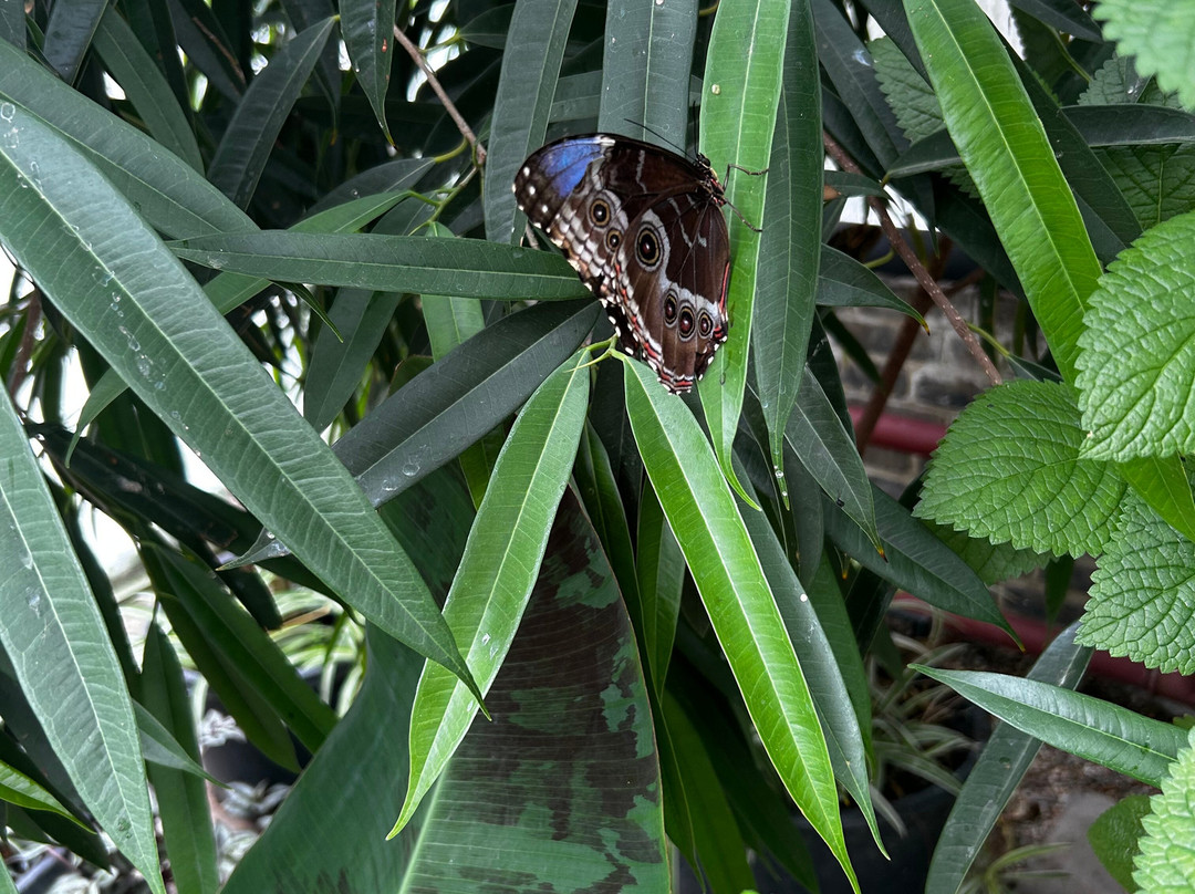 The London Butterfly Gardens-贝克斯利希斯必去景点