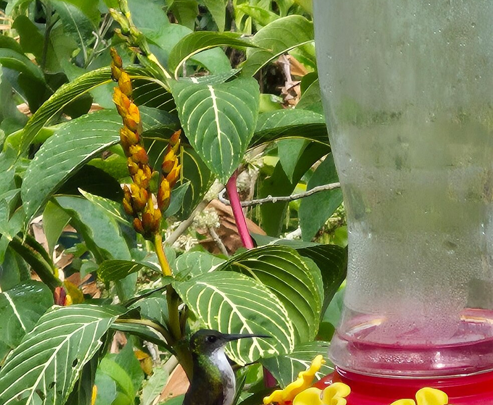 Hadco Experiences At Asa Wright Nature Centre-特立尼达必去景点