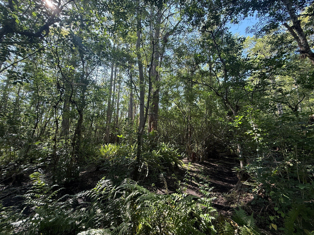 Clyde Butcher's Big Cypress Gallery-奥乔皮必去景点