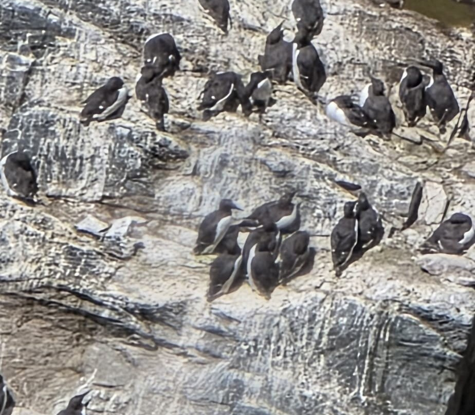 South Stack Cliffs RSPB Reserve-Holyhead必去景点
