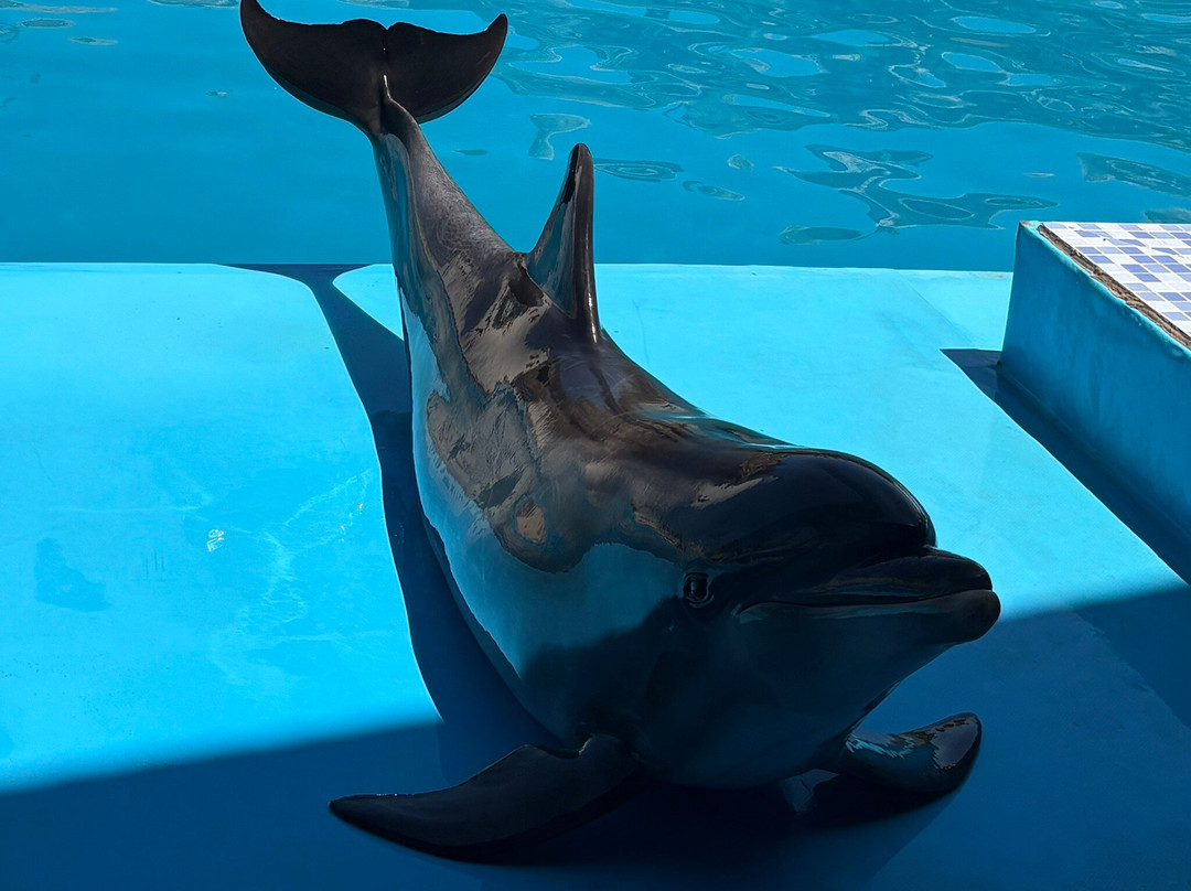 Agadir Dolphin World-阿加迪尔必去景点