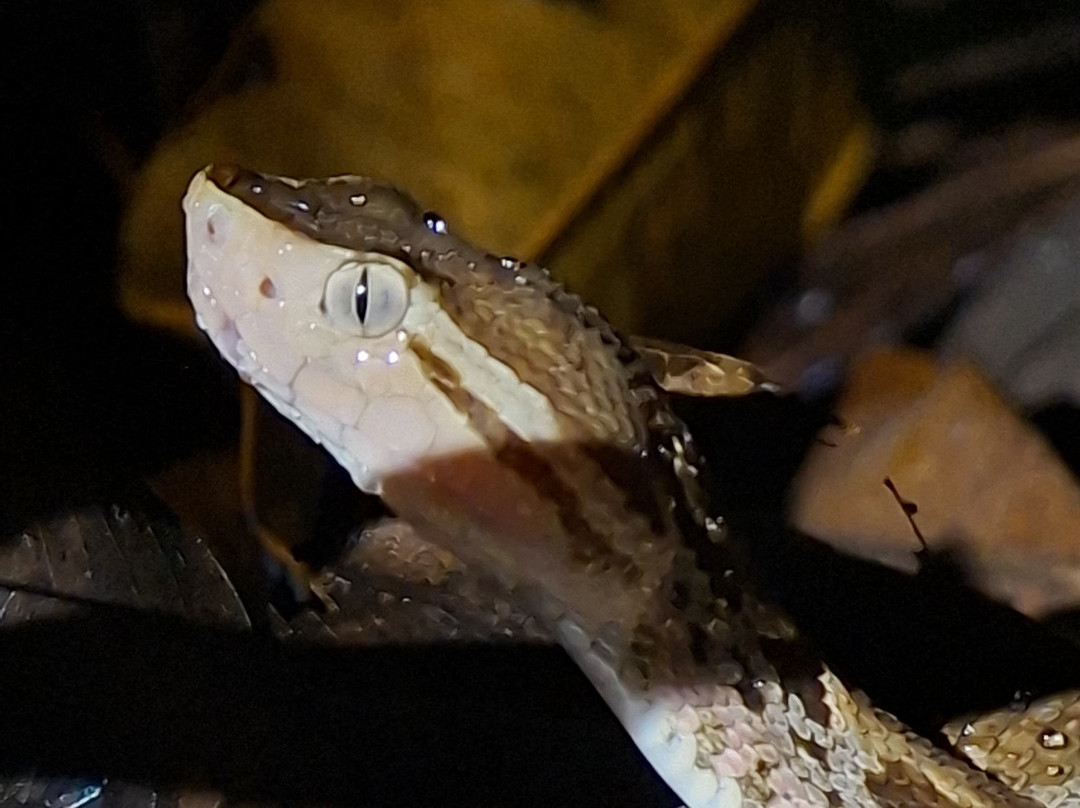 SimbiOsa Wild Costa Rica-哥斯达黎加安东尼奥国家公园必去景点