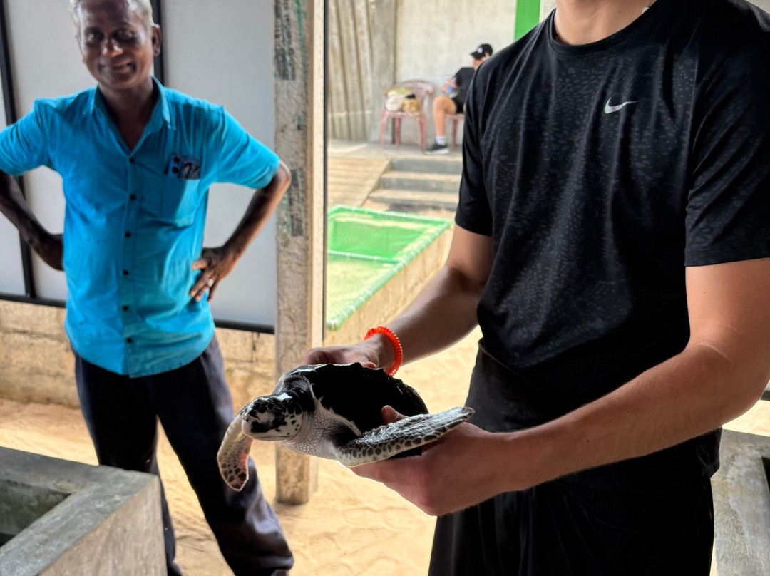 Sea Turtle Hatchery & Conservation Center Habaraduwa-哈巴拉杜瓦必去景点