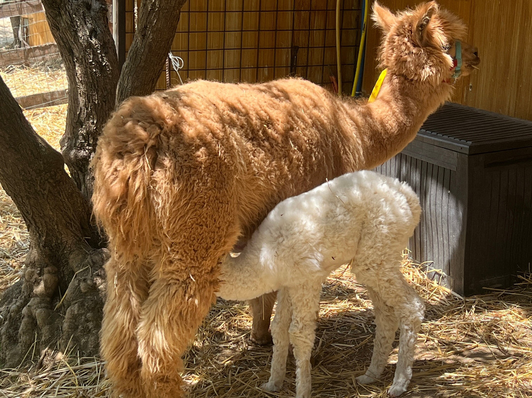 Basilicata Alpaca-Acerenza必去景点