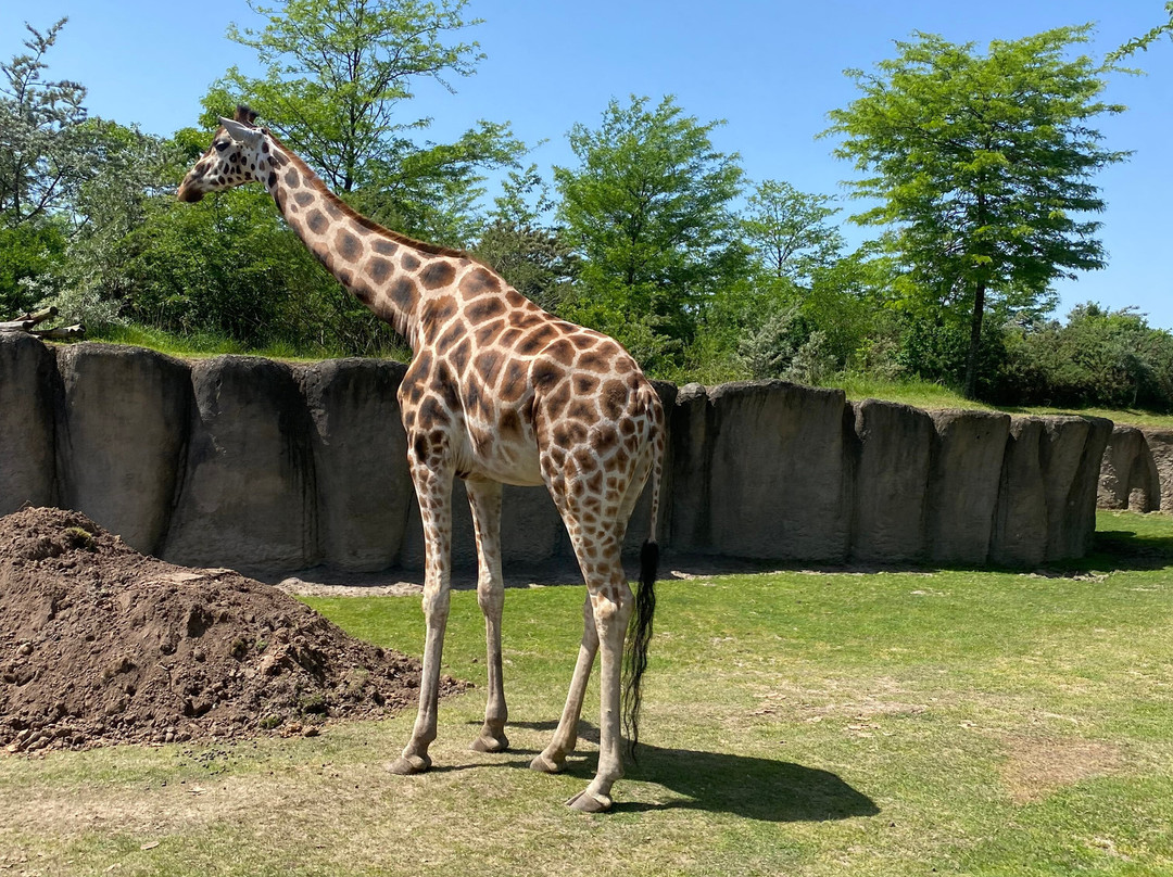 Wildlands Adventure Zoo Emmen-Emmen必去景点
