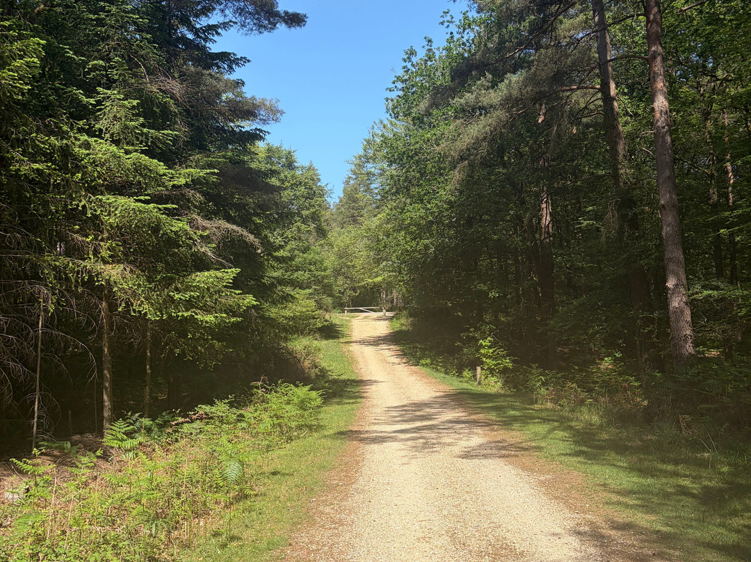 New Forest Cycling-Burley必去景点