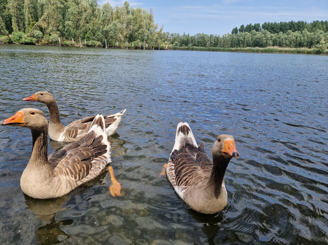 Biesbosch Sloepenverhuur-Drimmelen必去景点