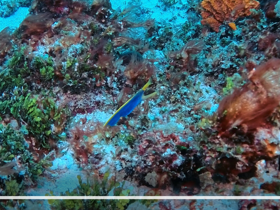 Buccaneer Diving-帕杰必去景点