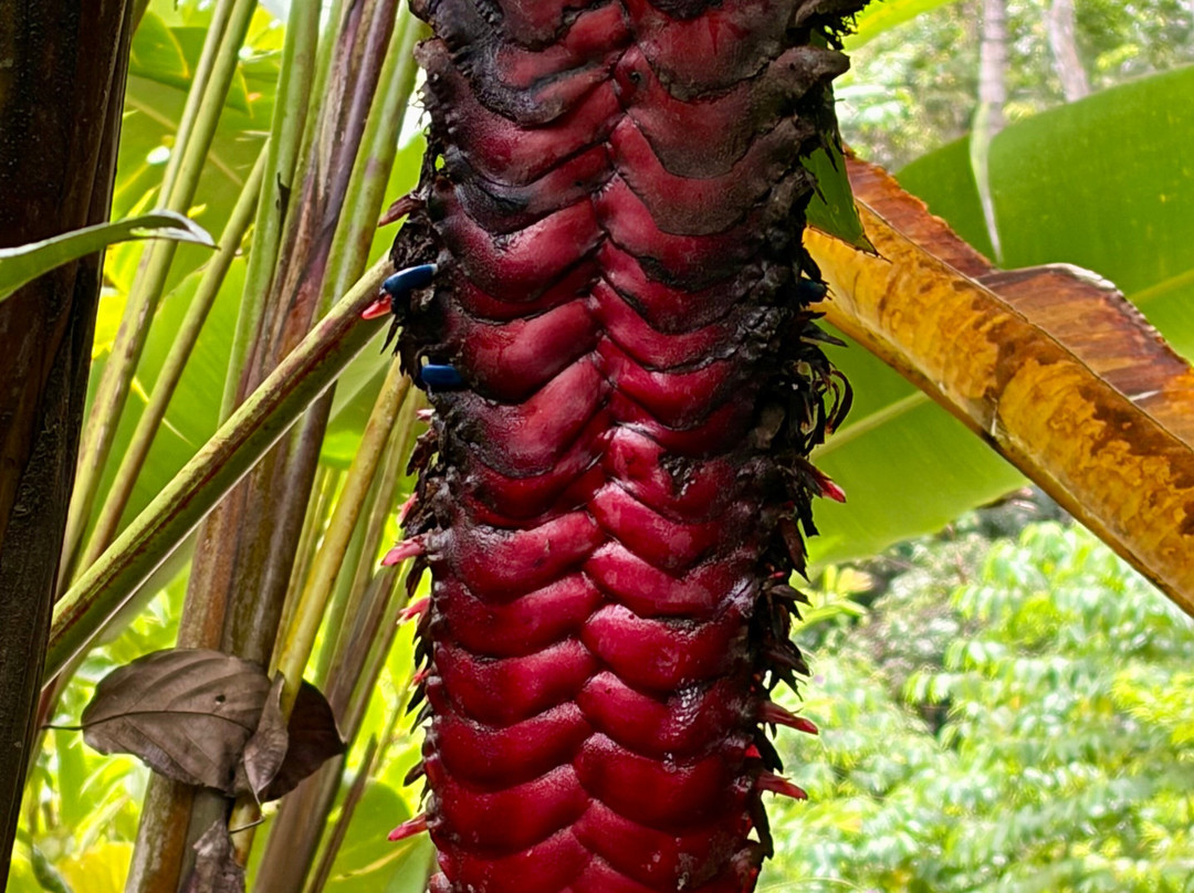 Veragua Rainforest Park-利蒙港必去景点