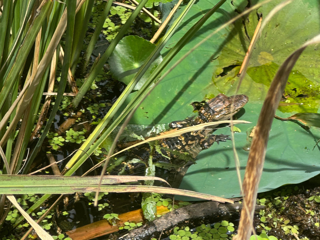 Ragin Cajun Airboat Tours-新奥尔良必去景点