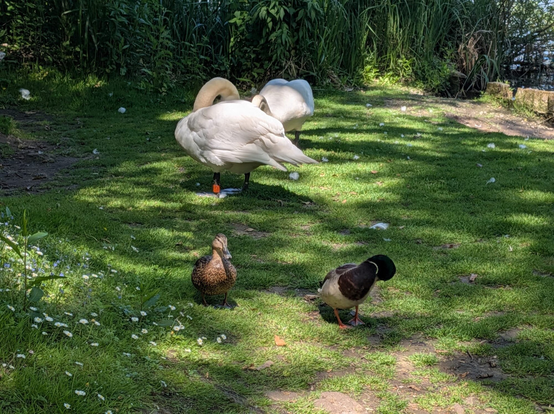 Fairhaven Woodland and Water Garden-South Walsham必去景点