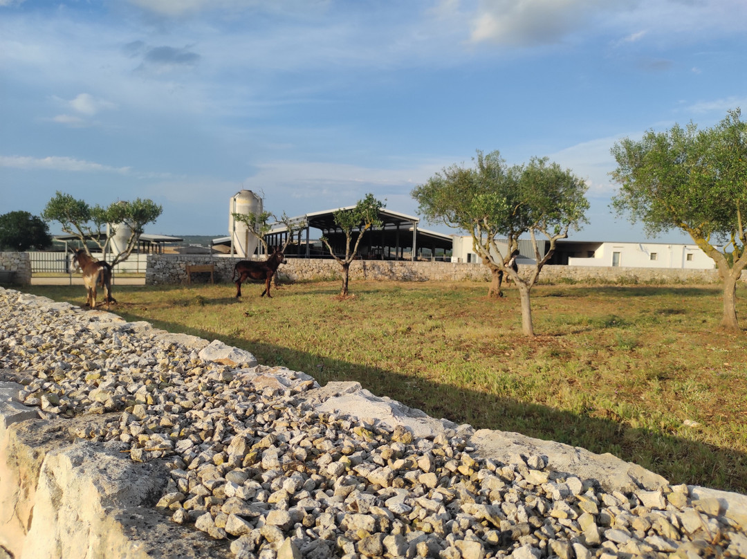 Masseria Surace