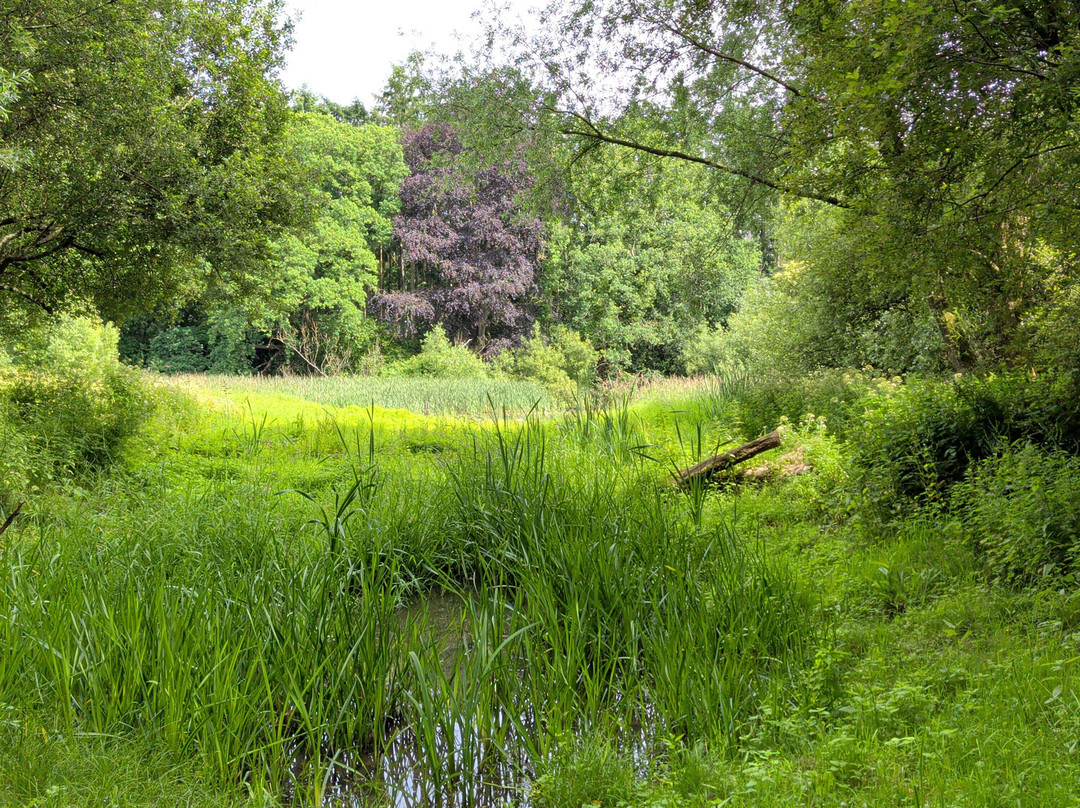 Warnham Local Nature Reserve-霍舍姆必去景点
