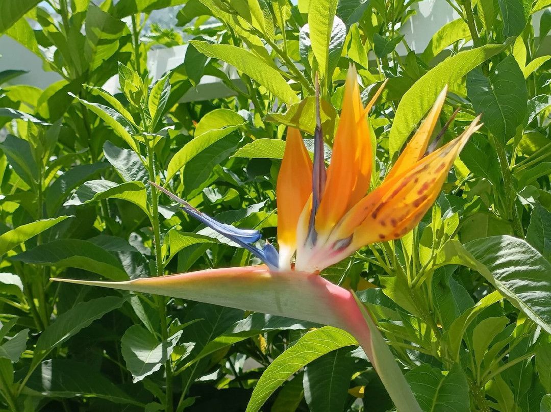 Bangor Castle Walled Garden-班戈必去景点