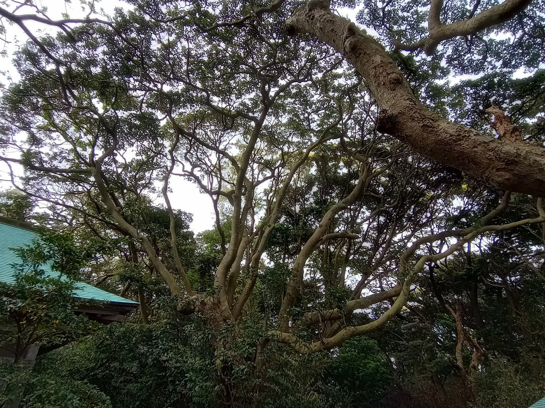 Oshima Whildwood Extensive Forest-坂井市必去景点