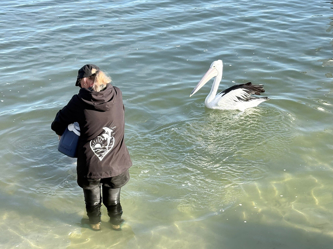 Barnacles Dolphin Centre-Tin Can Bay必去景点