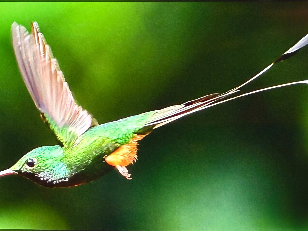 Ecuador Birds Tours-基多必去景点