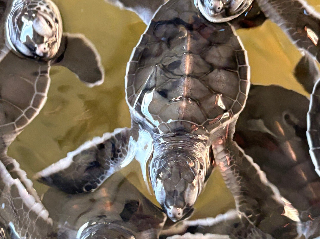 Kosgoda Sea Turtle Conservation Project-科斯戈德必去景点