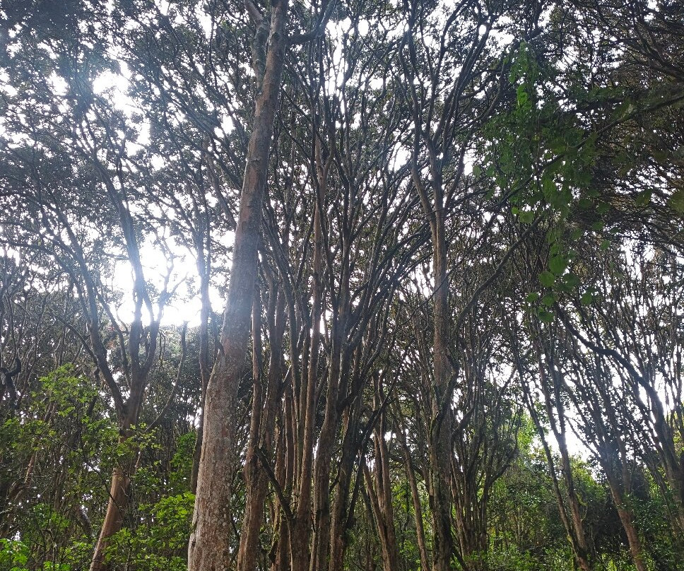 Bosque de los Arrayanes-Tulcan必去景点