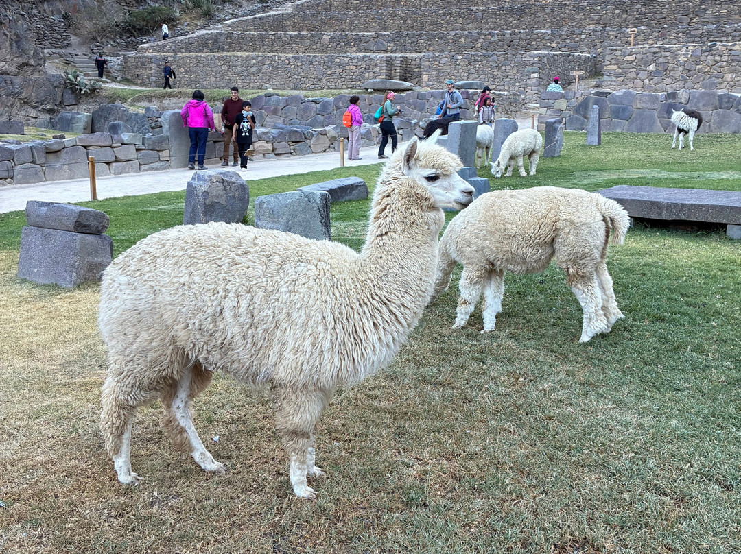 SAM Travel Peru-库斯科必去景点