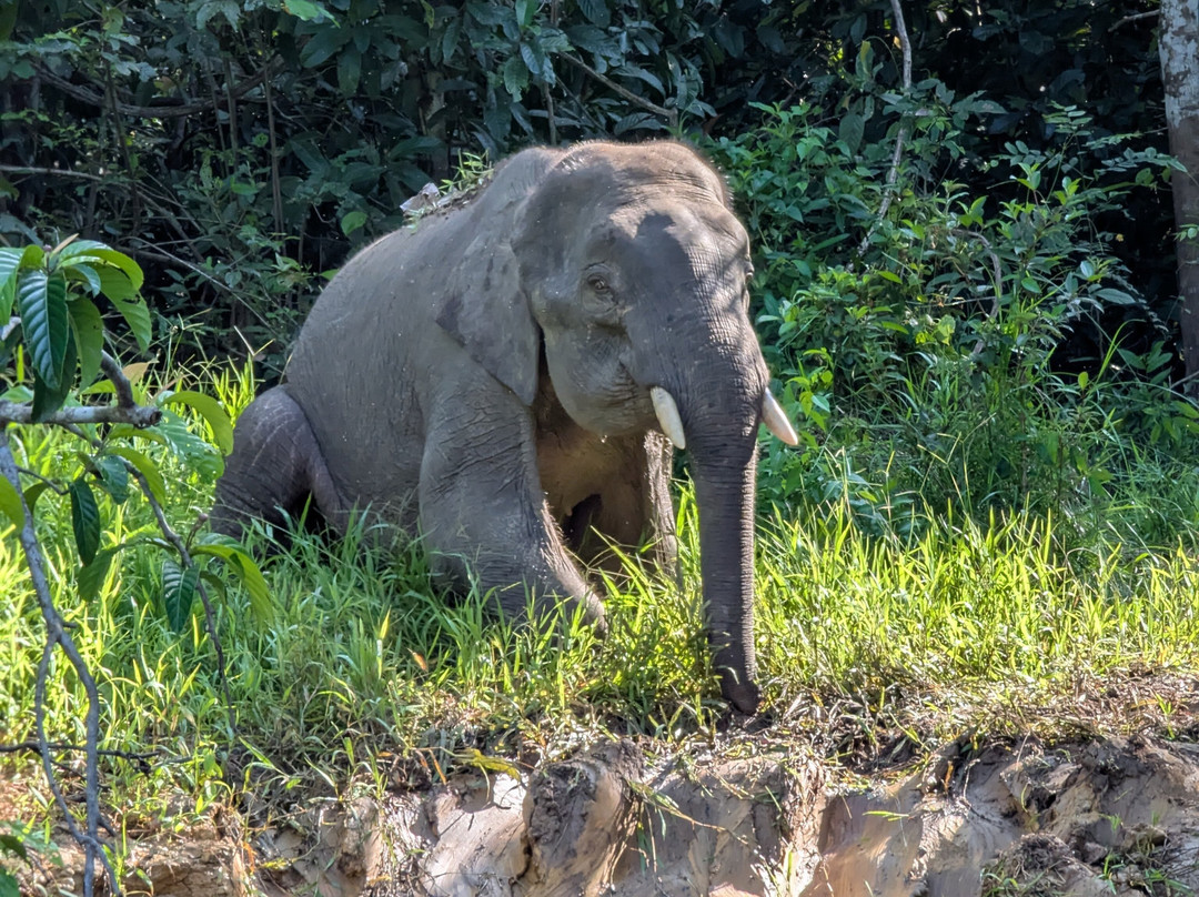 Borneo Eco Tours-亚庇必去景点