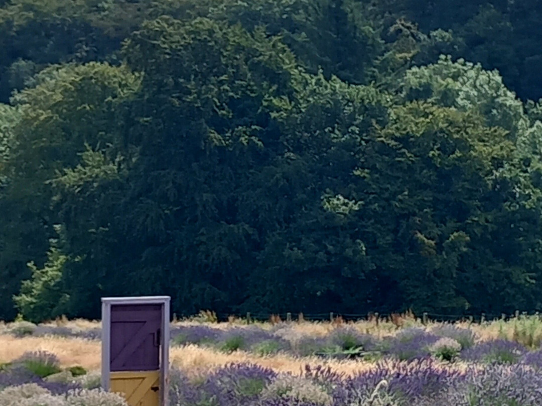 Wexford Lavender Farm-Inch必去景点