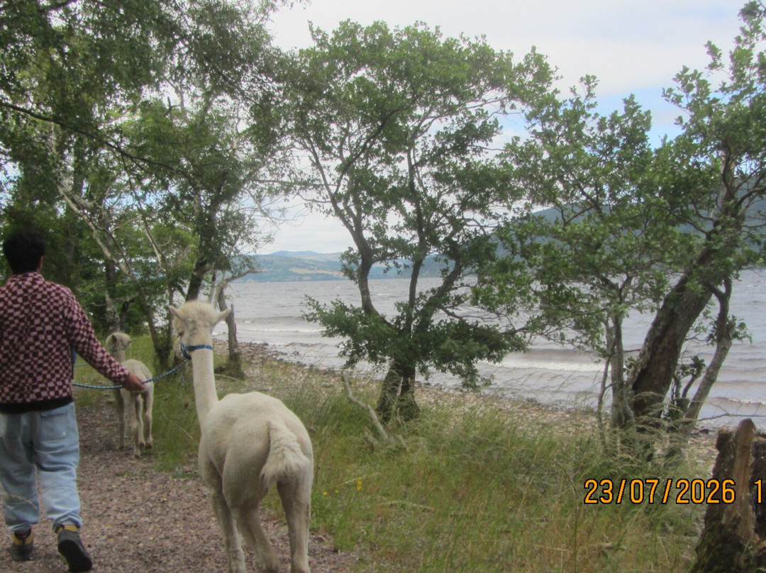 Loch Ness Alpacas-因弗内斯必去景点