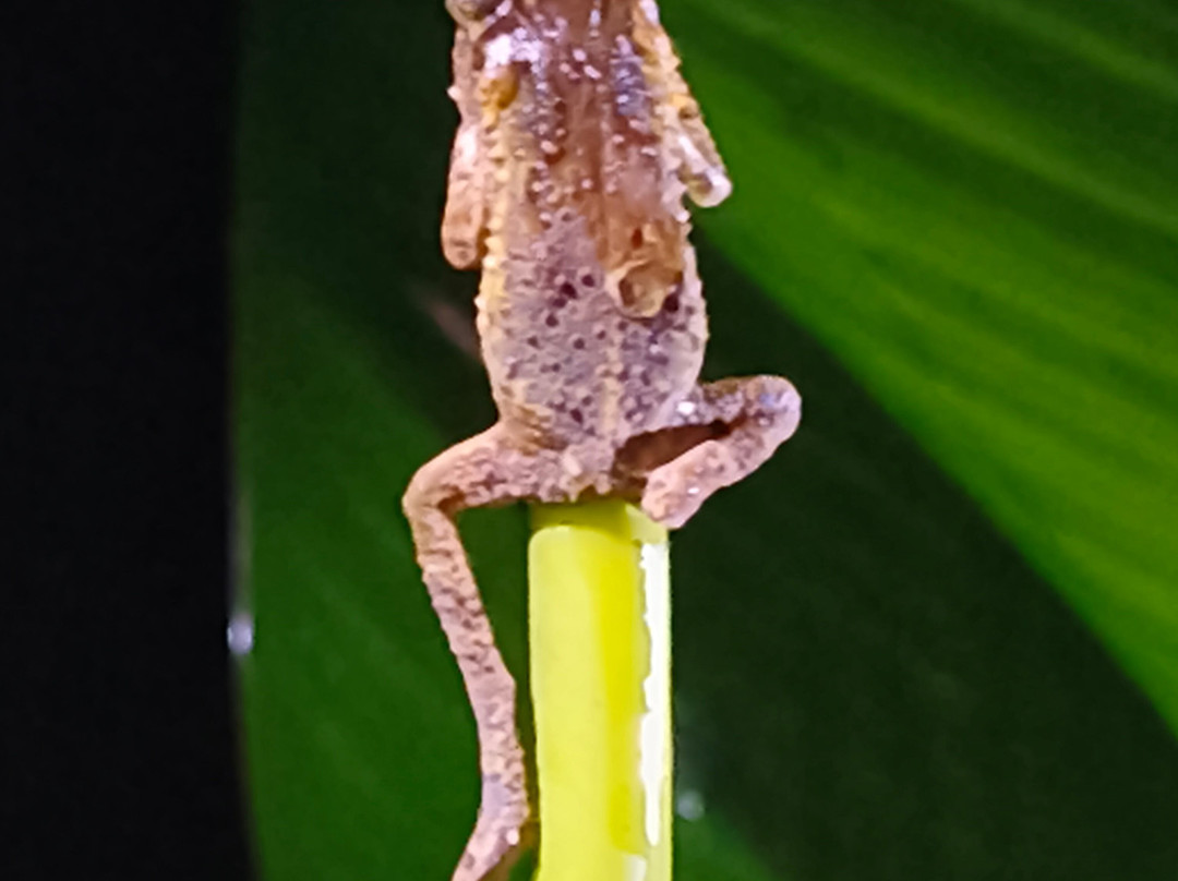Jairo Tours In Costa Rica-El Jobo必去景点